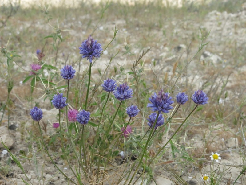 Wild Onion photo 6