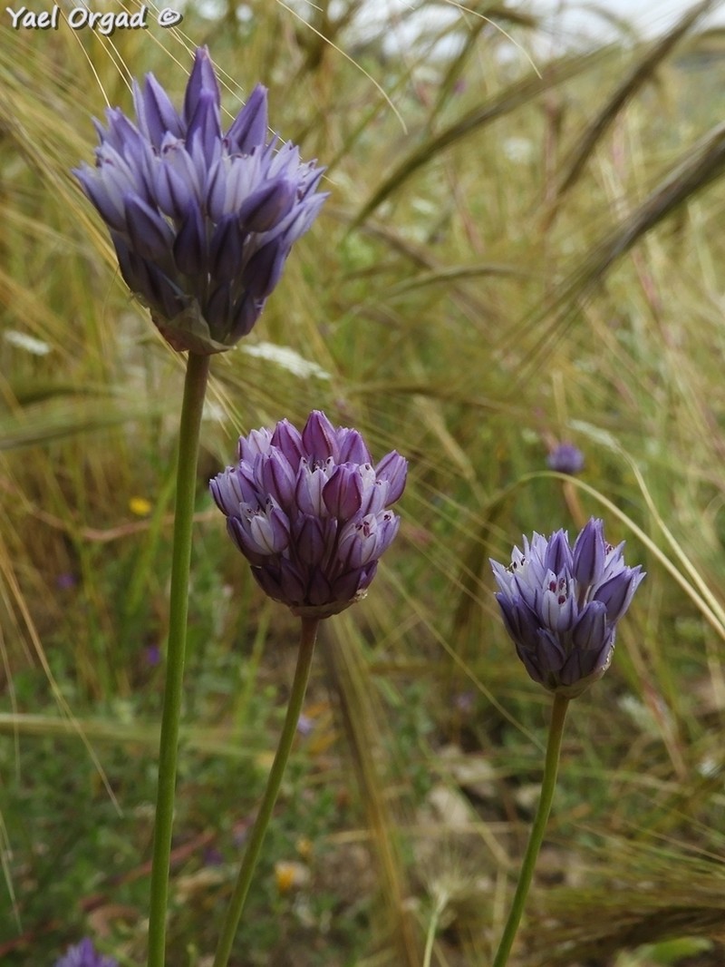 Wild Onion photo 7