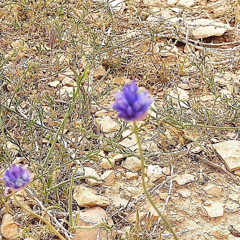 Wild Onion photo 8