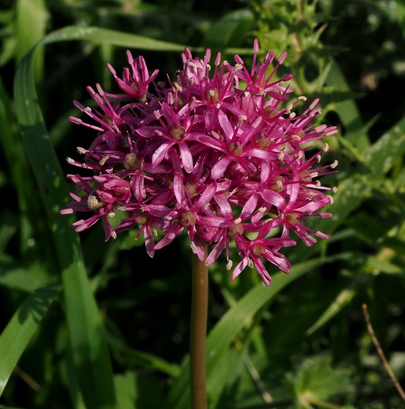 Allium aschersonianum photo 2