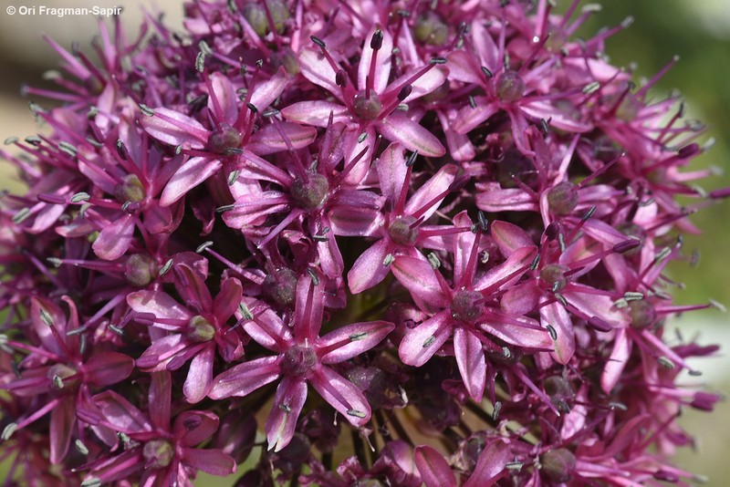 Allium aschersonianum photo 3