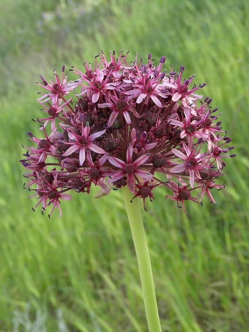 Allium aschersonianum photo 4