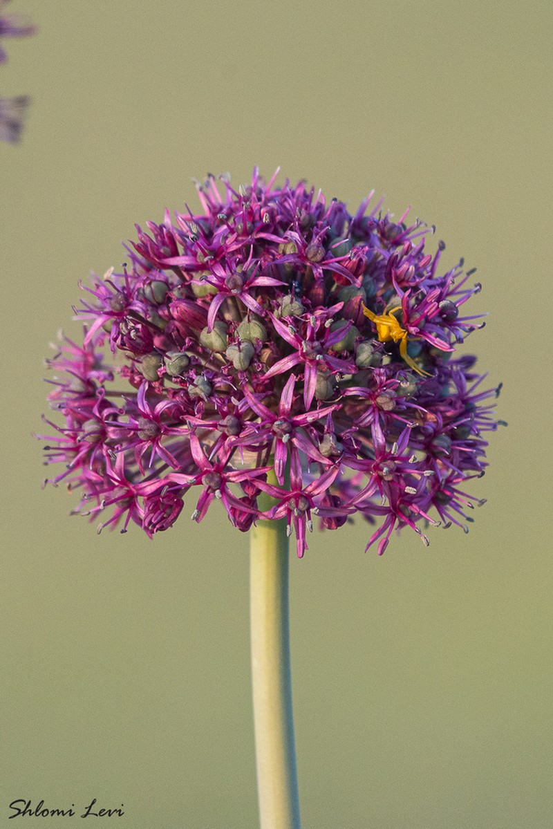 Allium aschersonianum photo 5