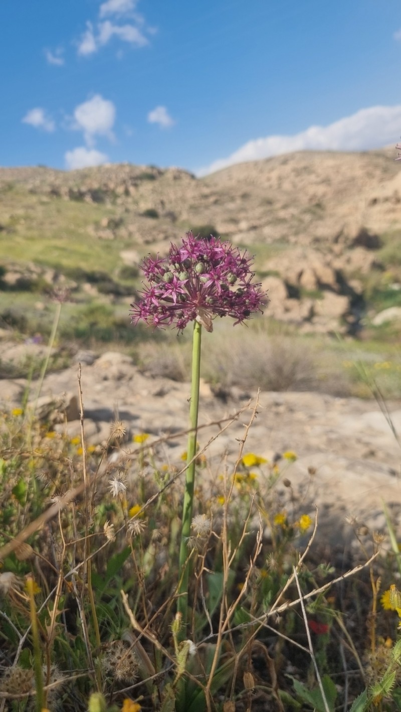 Allium aschersonianum photo 6