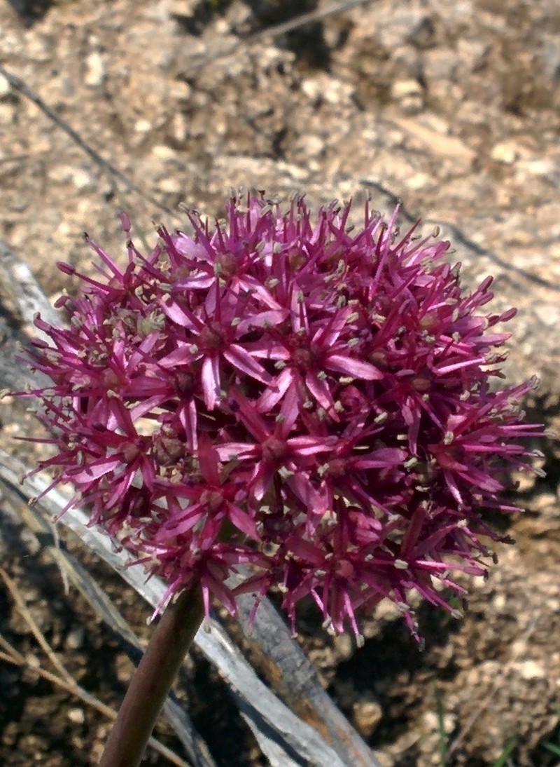 Allium aschersonianum photo 7