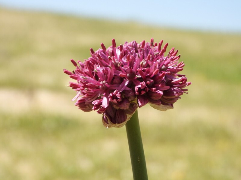 Allium aschersonianum photo 8