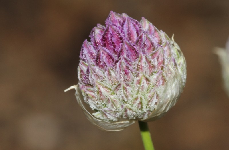 Allium asperiflorum