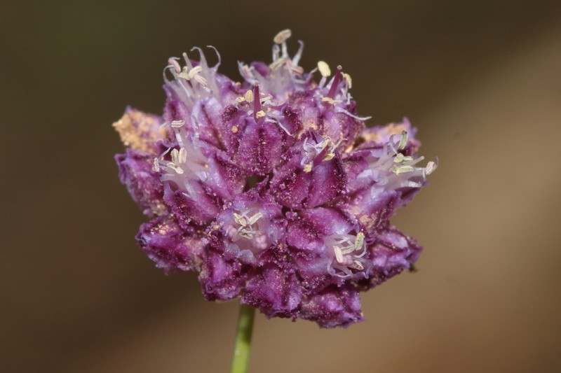 Allium asperiflorum photo 2