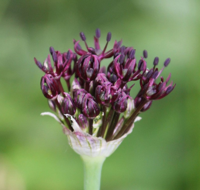Allium atropurpureum photo 2
