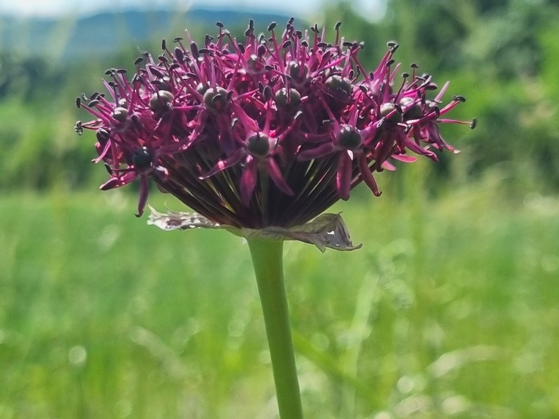 Allium atropurpureum photo 3