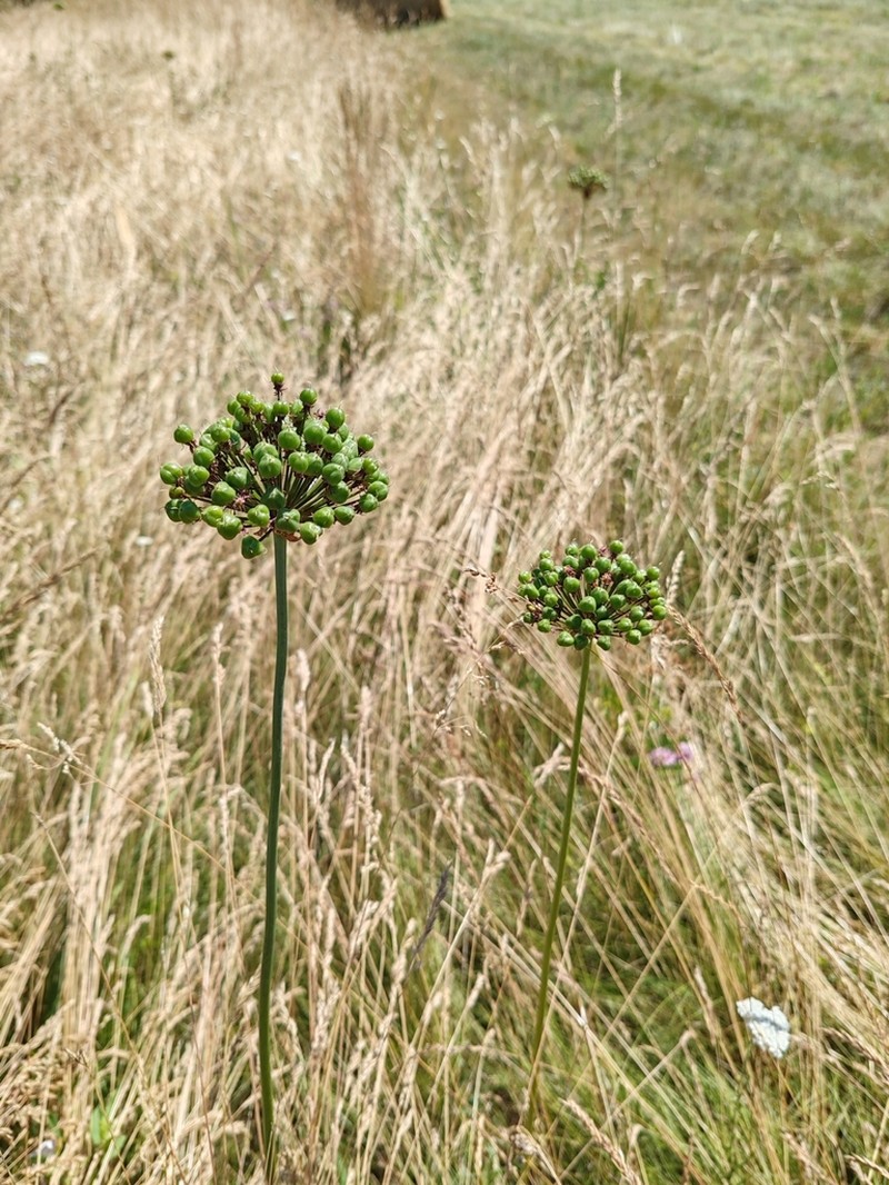 Allium atropurpureum photo 4