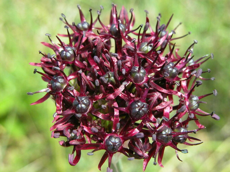 Allium atropurpureum photo 5