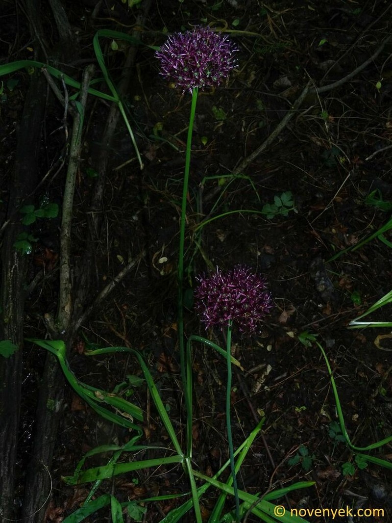 Allium atropurpureum photo 6