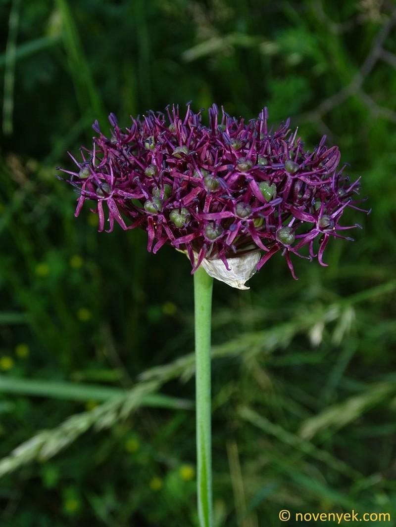 Allium atropurpureum photo 7