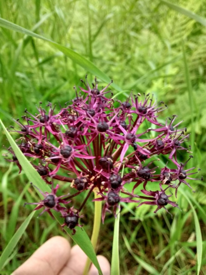 Allium atropurpureum photo 8