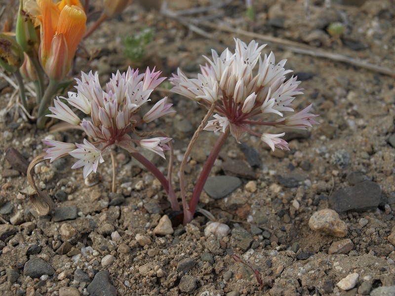 Darkred Onion