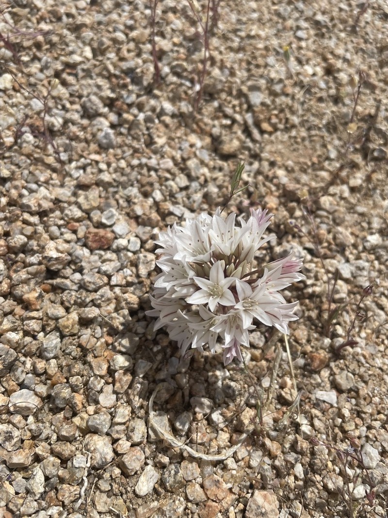 Darkred Onion photo 3