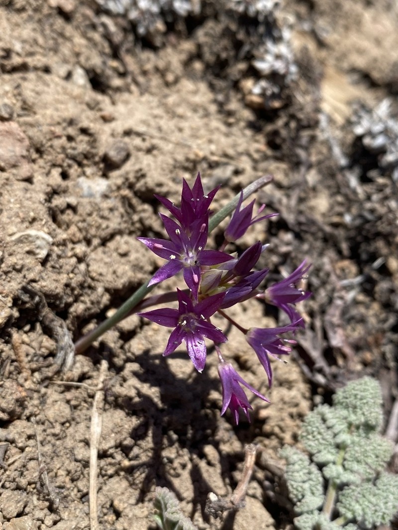 Darkred Onion photo 4