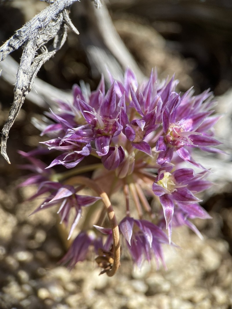 Darkred Onion photo 5
