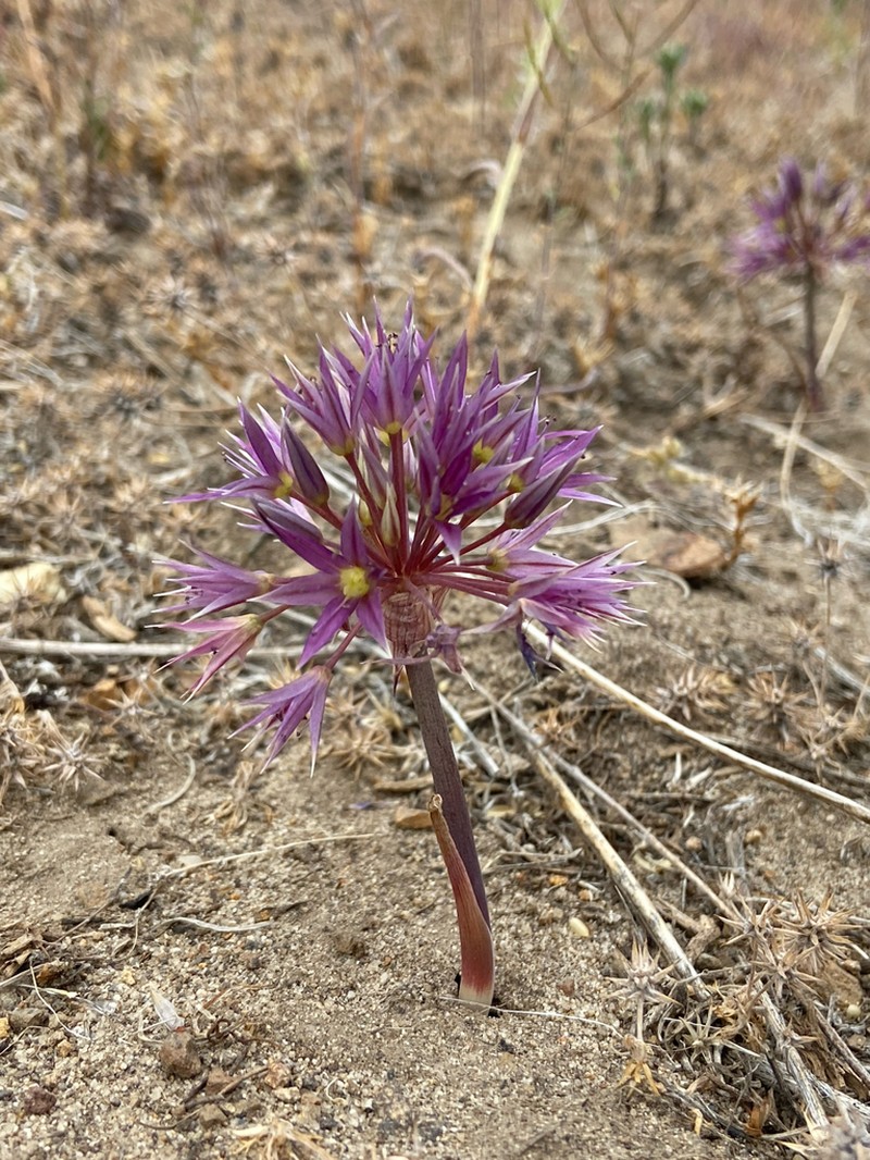 Darkred Onion photo 7