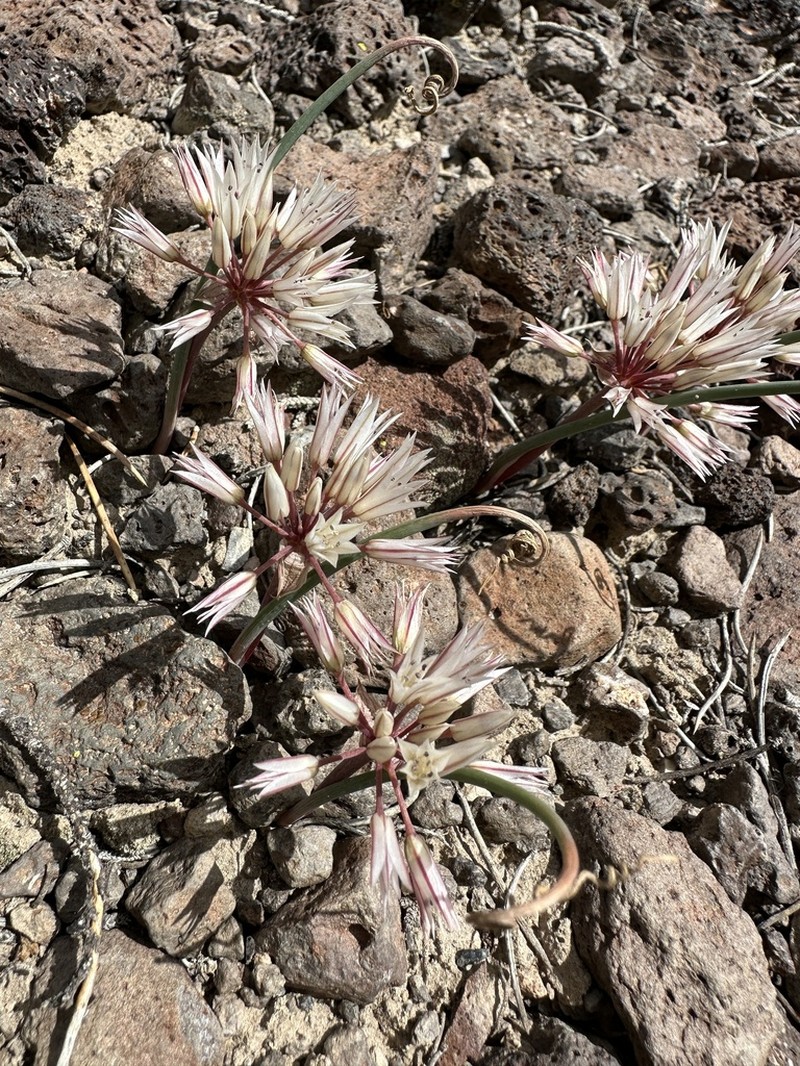 Darkred Onion photo 8
