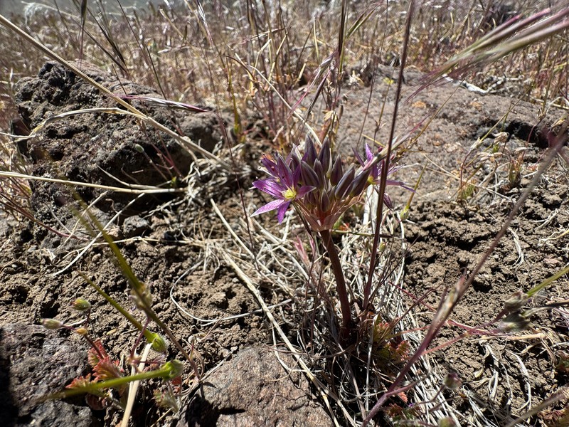 Allium atrorubens var. atrorubens