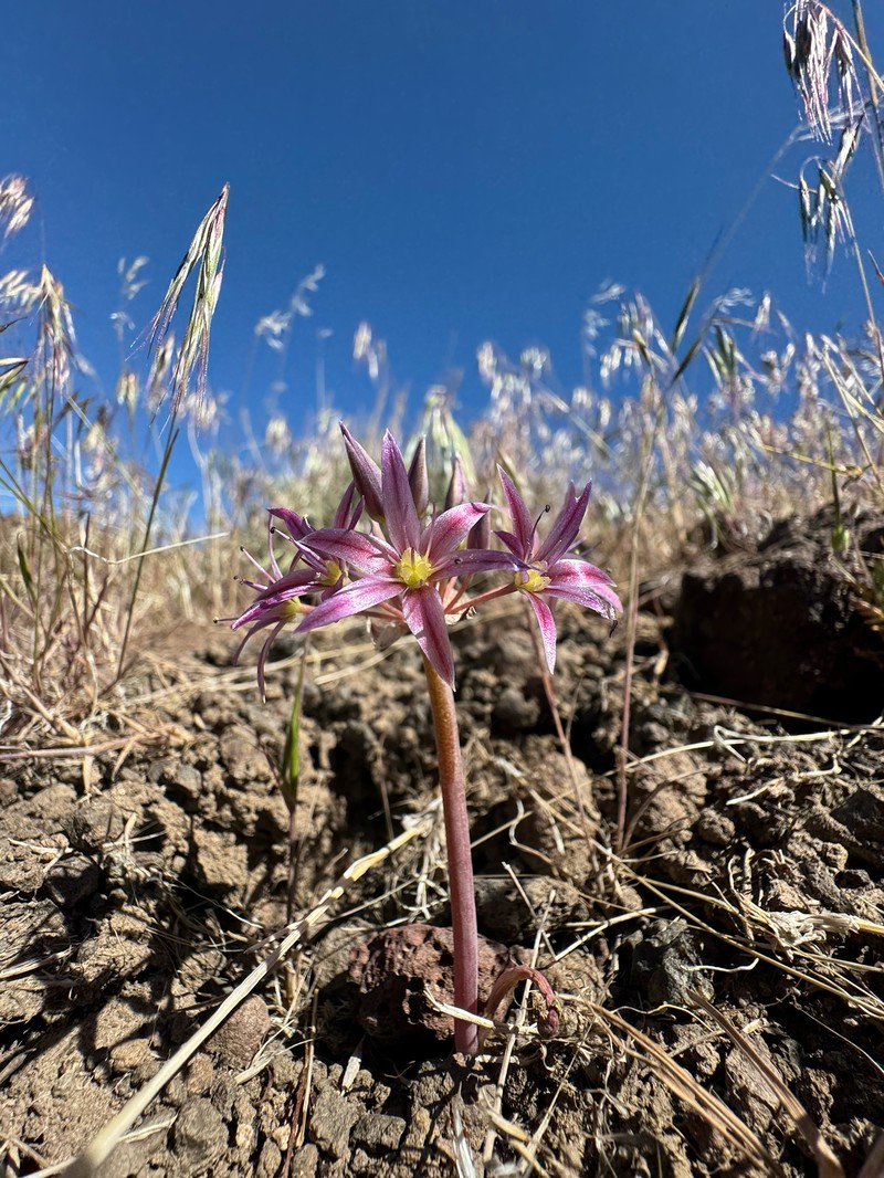 Allium atrorubens var. atrorubens photo 2