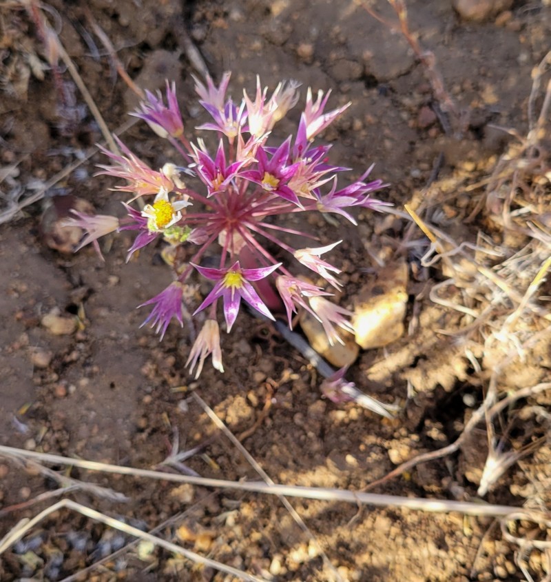 Allium atrorubens var. atrorubens photo 3