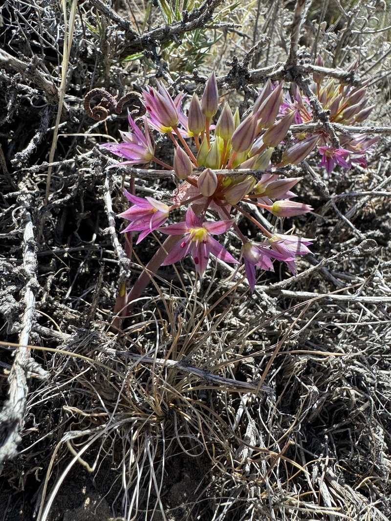 Allium atrorubens var. atrorubens photo 4