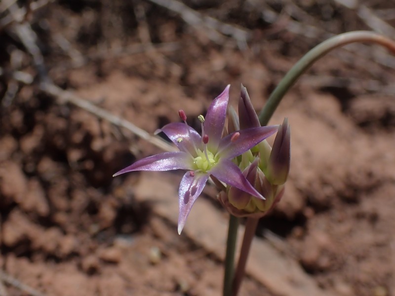 Allium atrorubens var. atrorubens photo 5