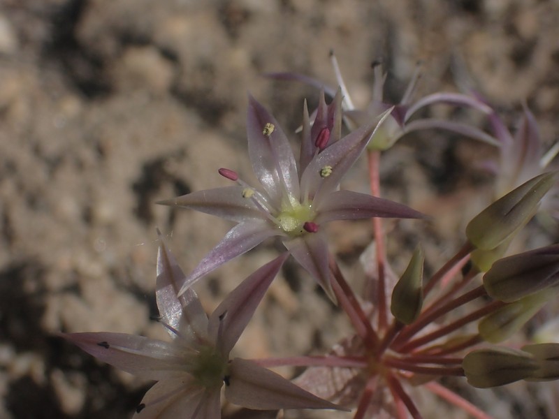 Allium atrorubens var. atrorubens photo 8