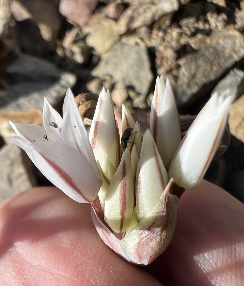 Allium atrorubens var. cristatum