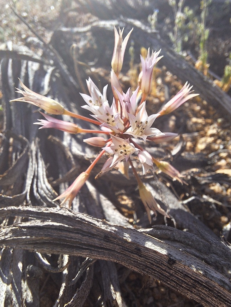 Allium atrorubens var. cristatum photo 2