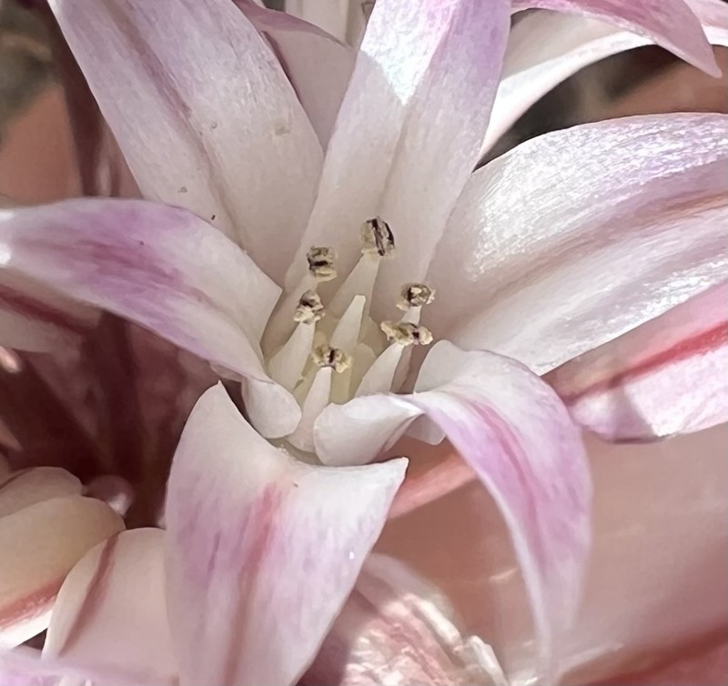 Allium atrorubens var. cristatum photo 4