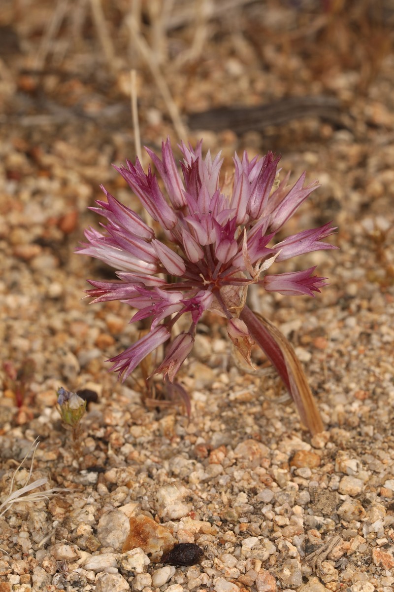 Allium atrorubens var. cristatum photo 5