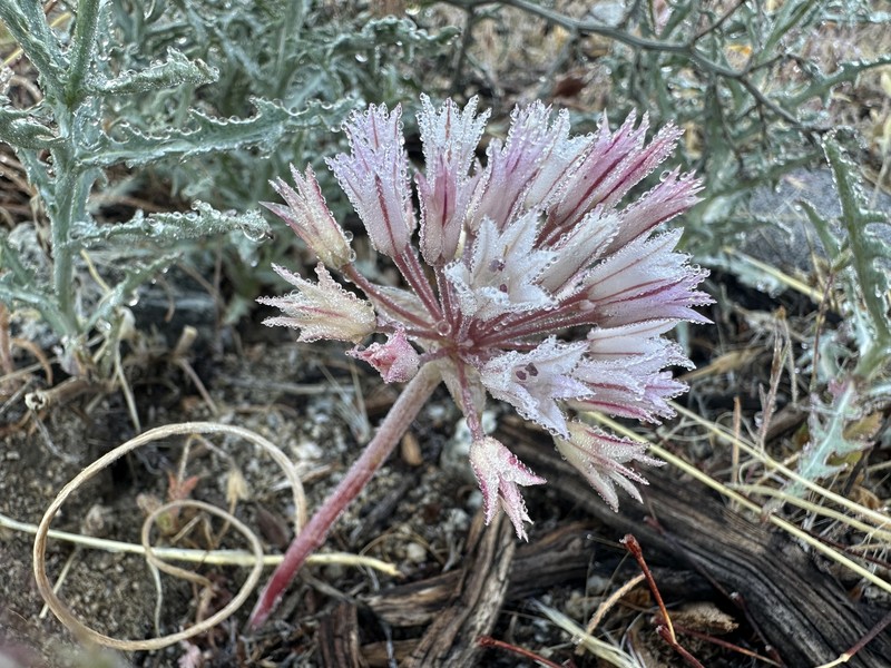 Allium atrorubens var. cristatum photo 6