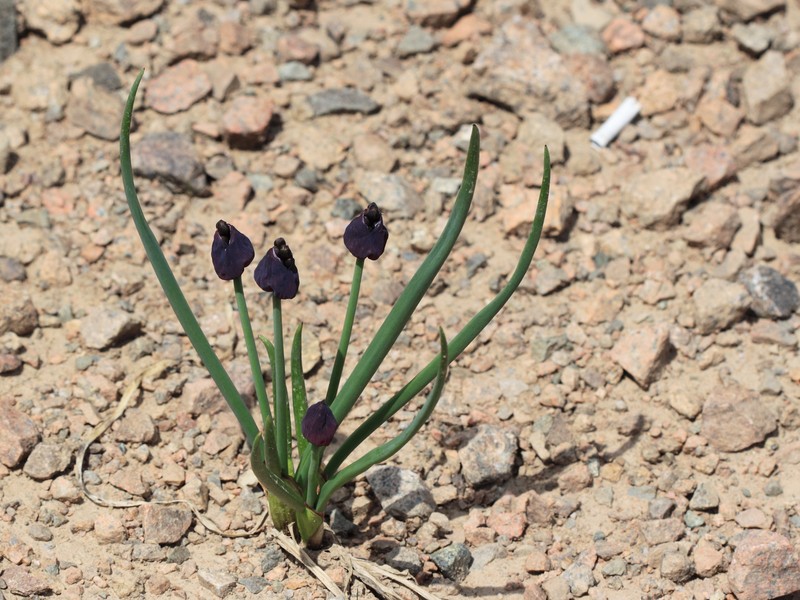 Allium atrosanguineum