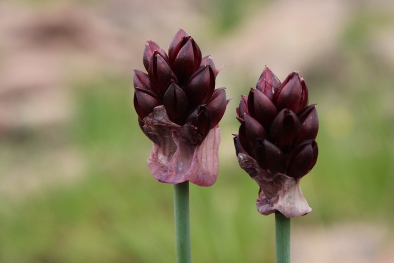 Allium atrosanguineum photo 2