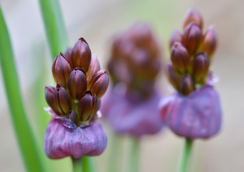 Allium atrosanguineum photo 3