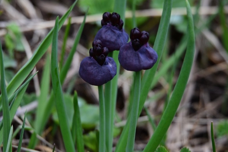 Allium atrosanguineum photo 4