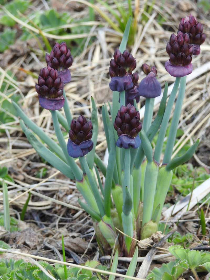 Allium atrosanguineum photo 6