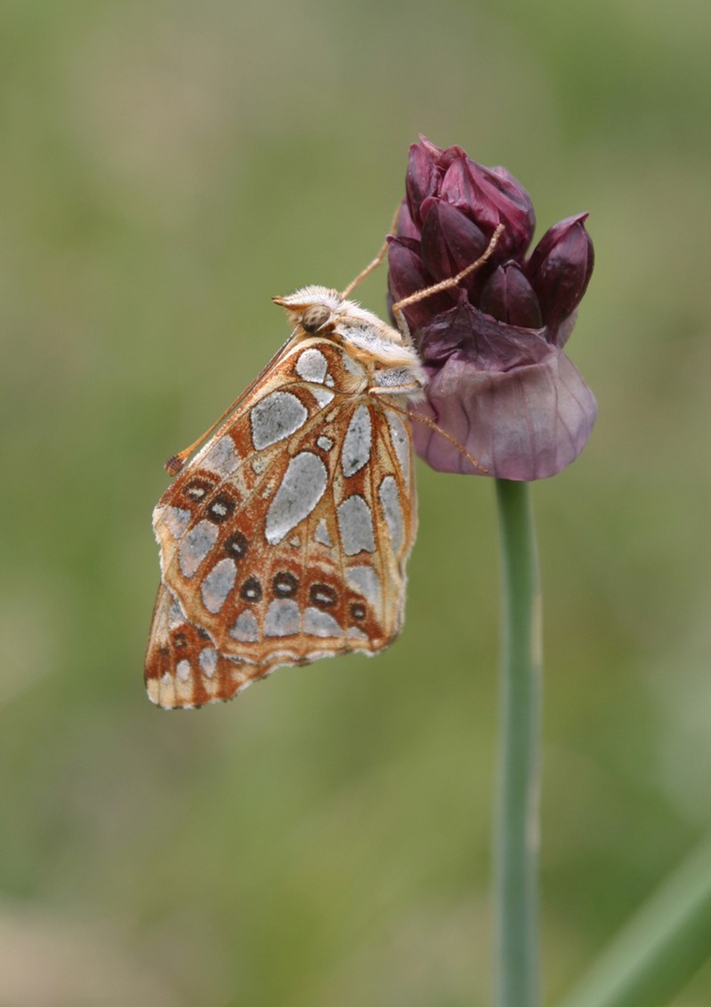 Allium atrosanguineum photo 7