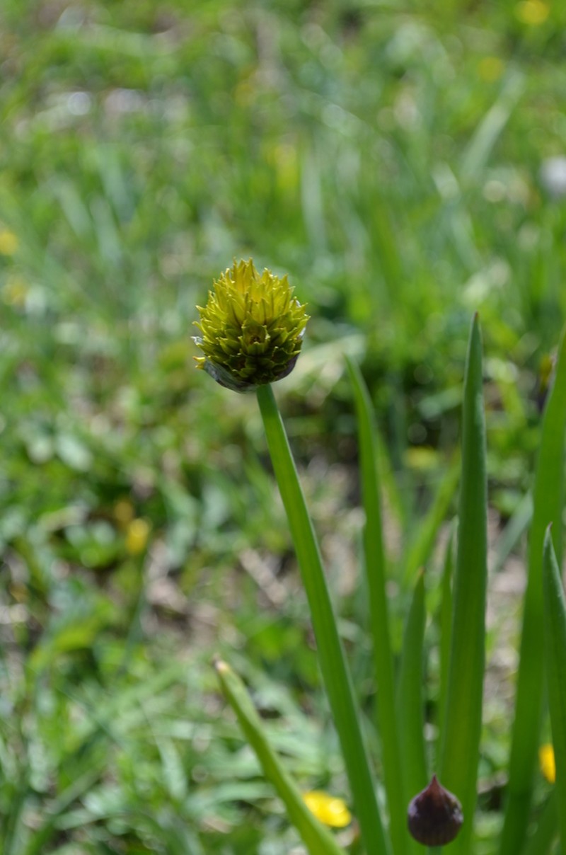Allium atrosanguineum photo 8