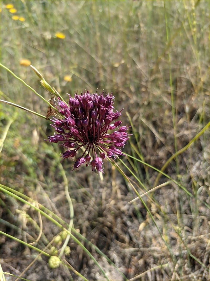 Broadleaf Wild Leek photo 2