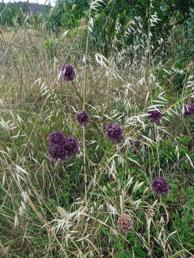Broadleaf Wild Leek photo 3