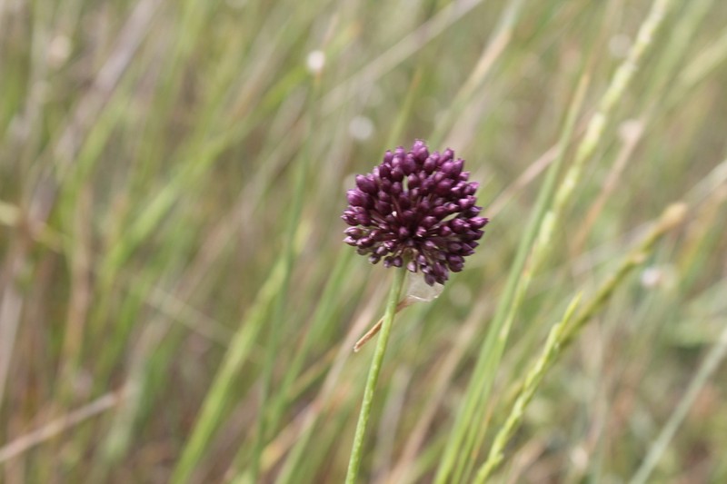 Broadleaf Wild Leek photo 4