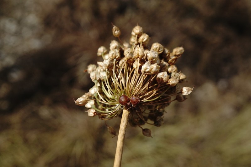 Broadleaf Wild Leek photo 5
