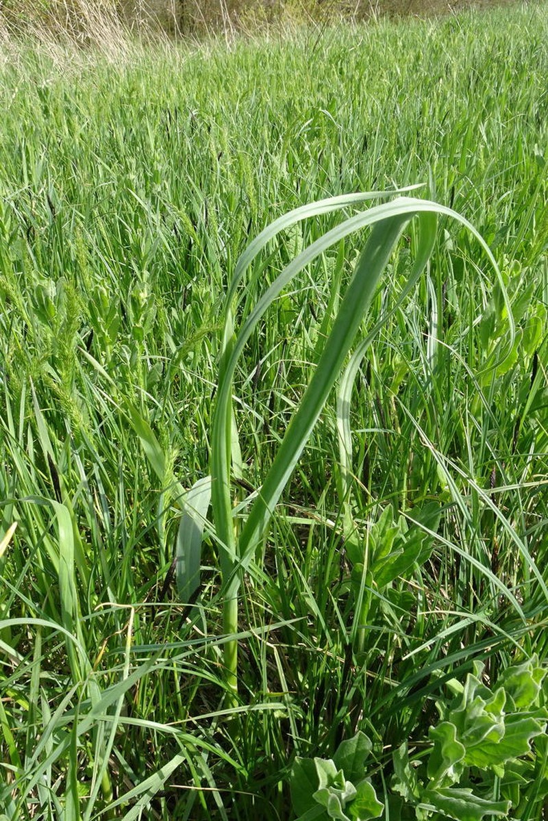 Broadleaf Wild Leek photo 6