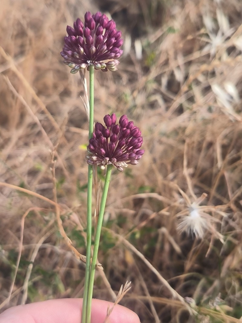 Broadleaf Wild Leek photo 7