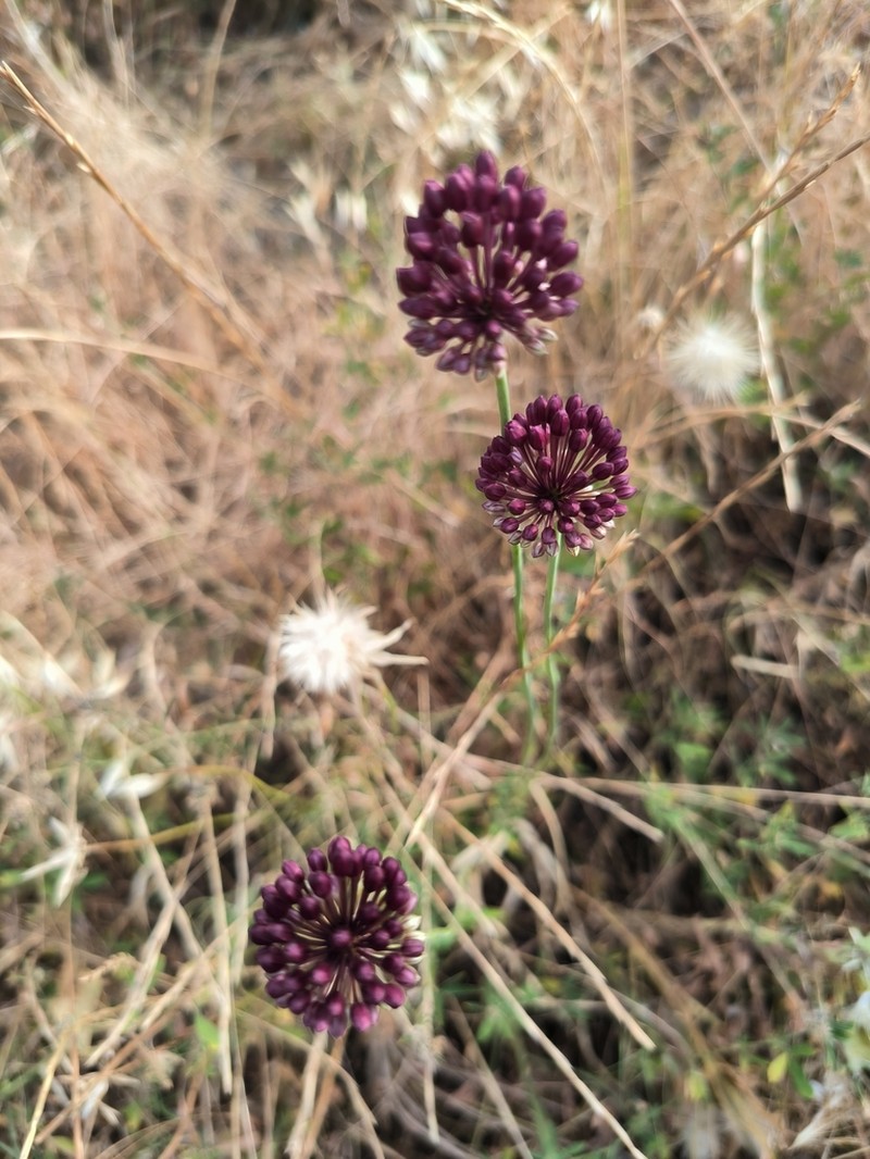 Broadleaf Wild Leek photo 8